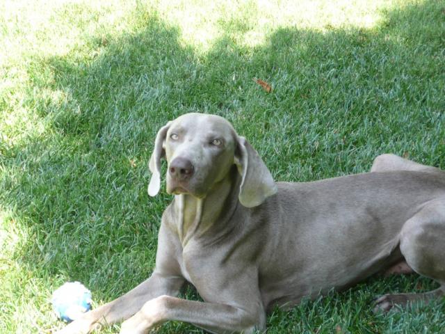 Levi.resting (Medium)